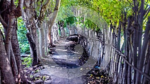 Tree tunnel in Moyo Island, Indonesia photo