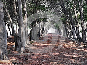 Tree Tunnel in Mussaffah,Abu Dhabi,UAE