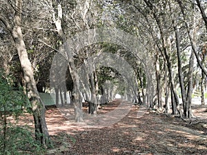 Tree Tunnel in Mussaffah,Abu Dhabi,UAE