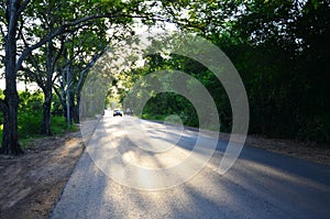 Tree Tunnel Natural Road at Sunset time