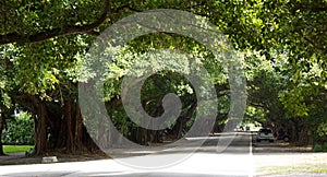 Tree tunnel on Old Cutler Road in Coral Gables