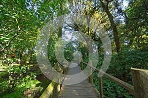 Tree tunnel in plantation, Thailand. Way through garden park in summer season. Nature landscape background