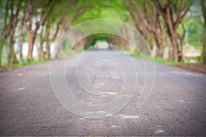 Tree tunnel road