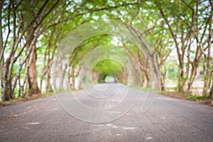 Tree tunnel road