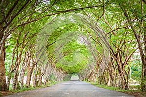 Tree tunnel road