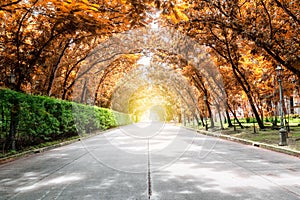 Tree tunnel with sunlight,autumn lanscape