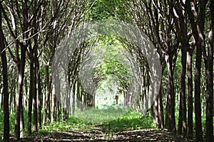 Tree tunnel