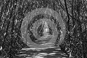 Tree tunnel, Wooden Bridge In Mangrove