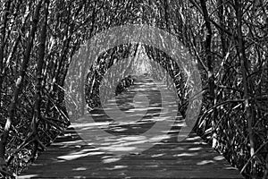 Tree tunnel, Wooden Bridge In Mangrove