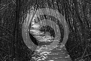 Tree tunnel, Wooden Bridge In Mangrove