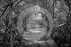 Tree tunnel, Wooden Bridge In Mangrove Forest