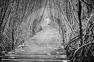 Tree tunnel, Wooden Bridge In Mangrove Forest