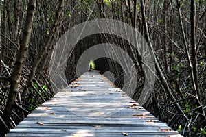 Tree tunnel, Wooden Bridge In Mangrove Forest at Laem Phak Bia,