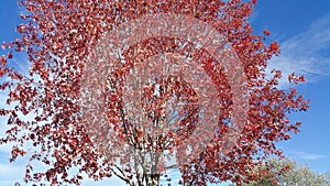 Tree turning red at fall.