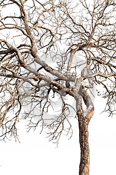 Tree twigs with bare trunks and branches