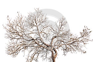 Tree twigs with bare trunks and branches