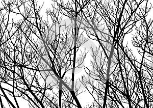 Tree Twigs Silhouette Vector