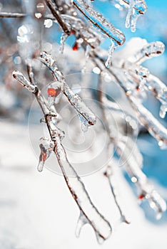 Tree twigs with sparkling snow and ice.