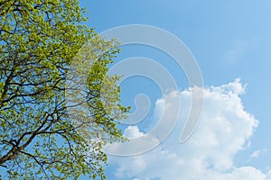 Tree twigs with the young green shiny leaves on blue sky background with cloud