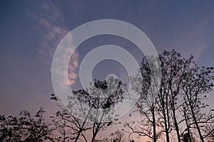 Tree and twilight sky from below