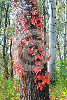 Tree twined wild grapes in autumn forest