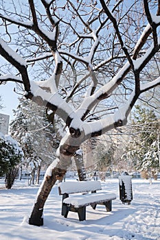 Tree with twisted branches and a bench covered with fresh snow in a public park in Bucharest, Romania