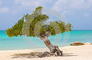 Tree twisted in Eagle Beach, Aruba.