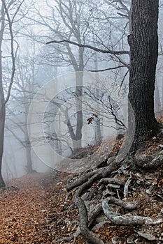 Tree with twisted roots in foggy forest.Amazing misty nature.Colorful landscape with foggy forest,orange foliage in fall