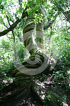 Tree with twisted trunk