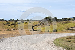 tree twisted by the wind on a countryside road