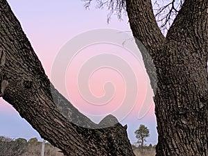 A tree between two branches at sunset time photo