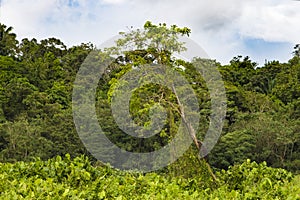 Tree with two iguanas on shoreline of Gatun Lake, Panama photo