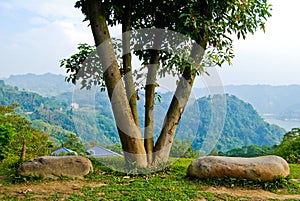 Tree With Two Stone Seats