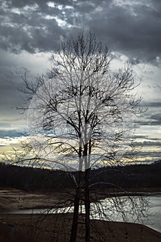 Tree at Tygart Lake