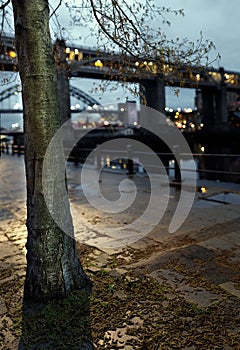 Tree by the Tyne