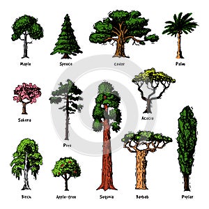 Tree types vector green forest pine treetops collection of birch, cedar and acacia or realistic greenery garden with