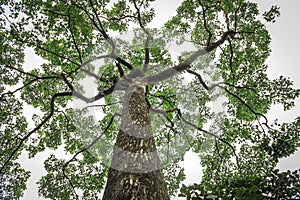 Tree Umbrella