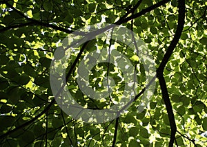 Tree umbrella