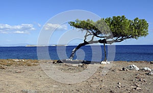 Tree unbeaten by the wind. Lesvos. Greek islands.