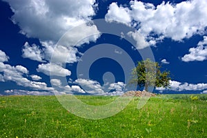 Tree under beautiful blue sky with clouds