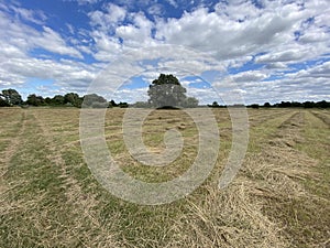 Tree under blue cloudy sky behind grassy field. Cambridgeshire, UK.