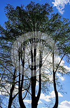 Tree under blue sky