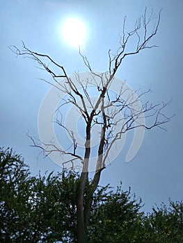 Tree under the blue sky with sun