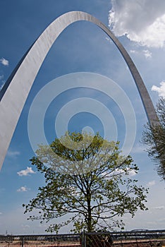 Tree under Gateway Arch