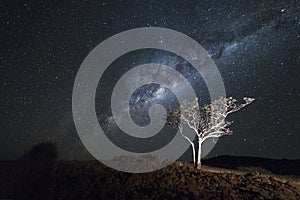 A tree under the Milky Way