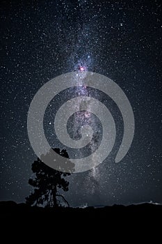 Tree under the milky way night sky New Zealand February