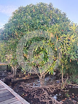 Tree under the mud in Asmat Papua