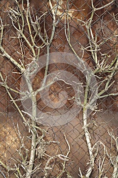 Tree under net metall