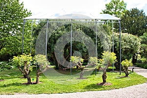 Tree under a protective cover in a German garden