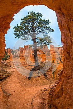 Tree under Sandstone Arch Bryce Canyon